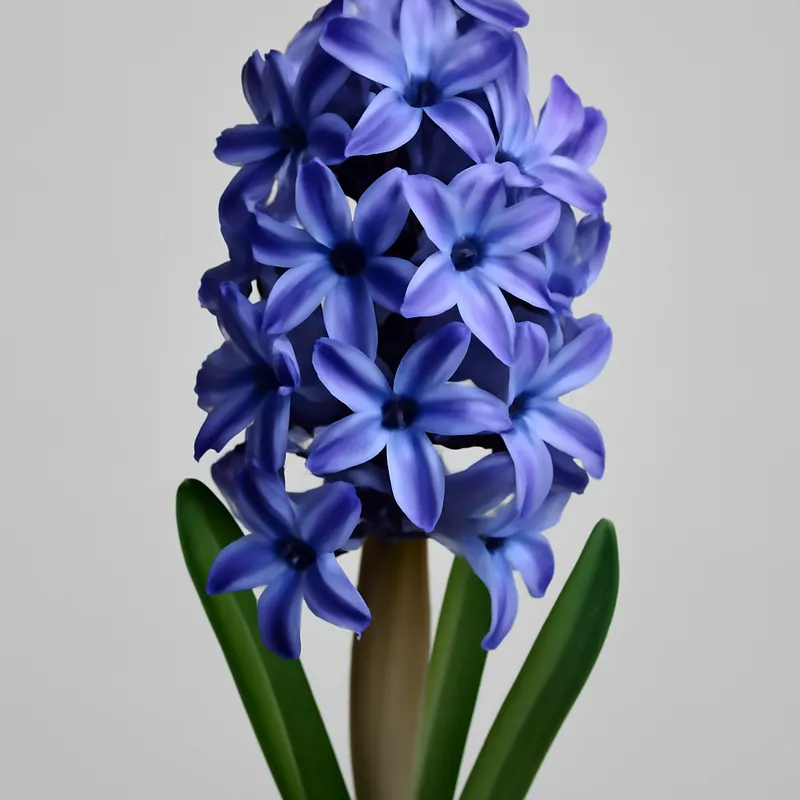 Hyasintti – tuoksuva kevätkukka