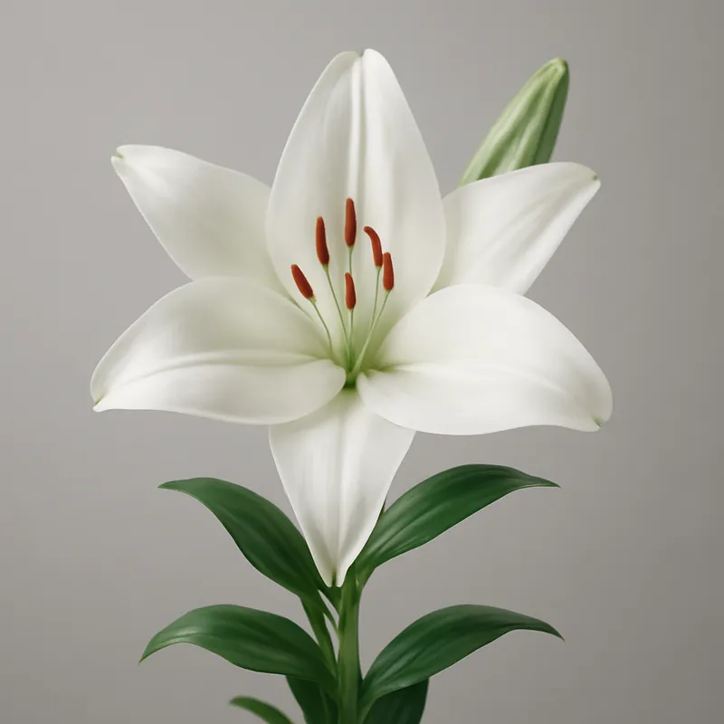 Lilja – puhdas ja elegantti kukka