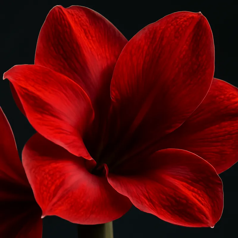 Amaryllis – klassinen – kuva 2