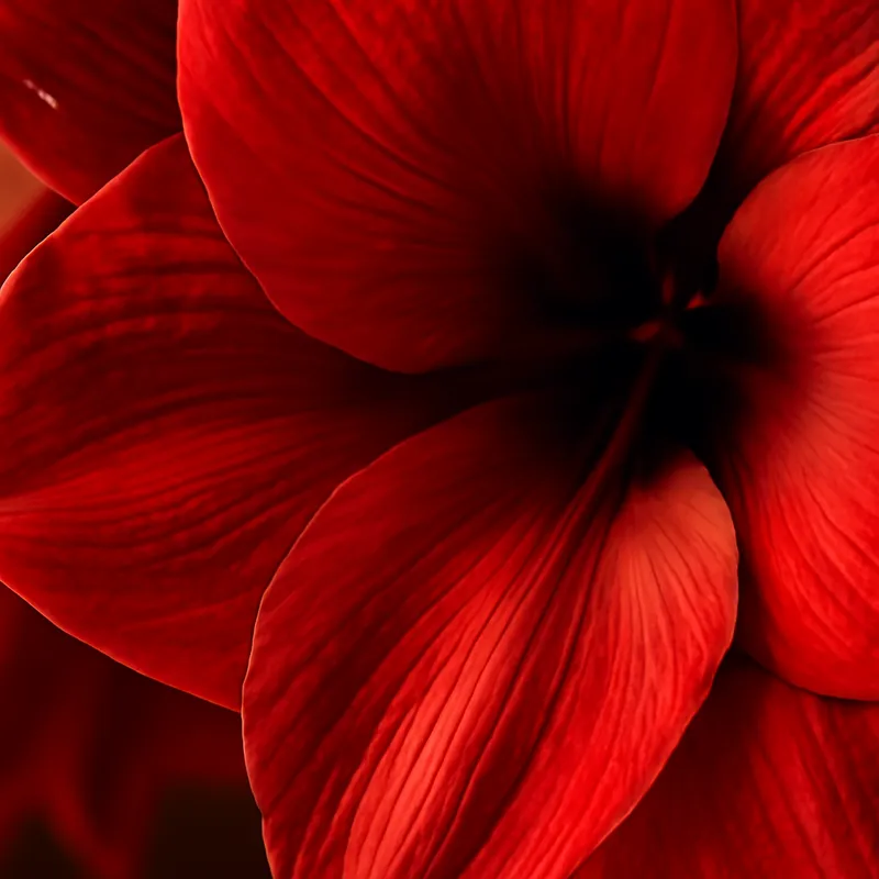 Amaryllis – punainen – kuva 2