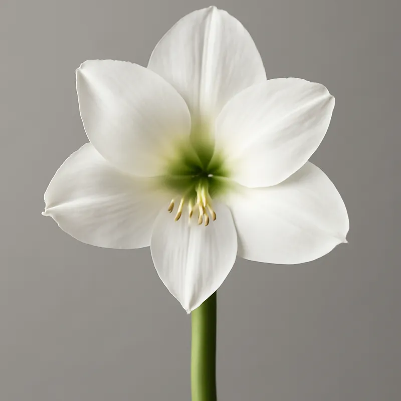 Amaryllis – valkoinen
