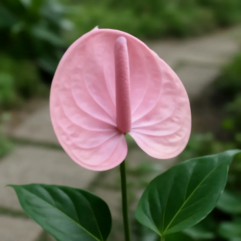 Flamingokukka – vaaleanpunainen – kuva 4