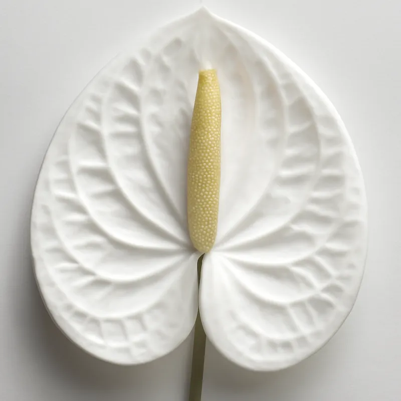 Flamingokukka (anthurium) – valkoinen – kuva 2