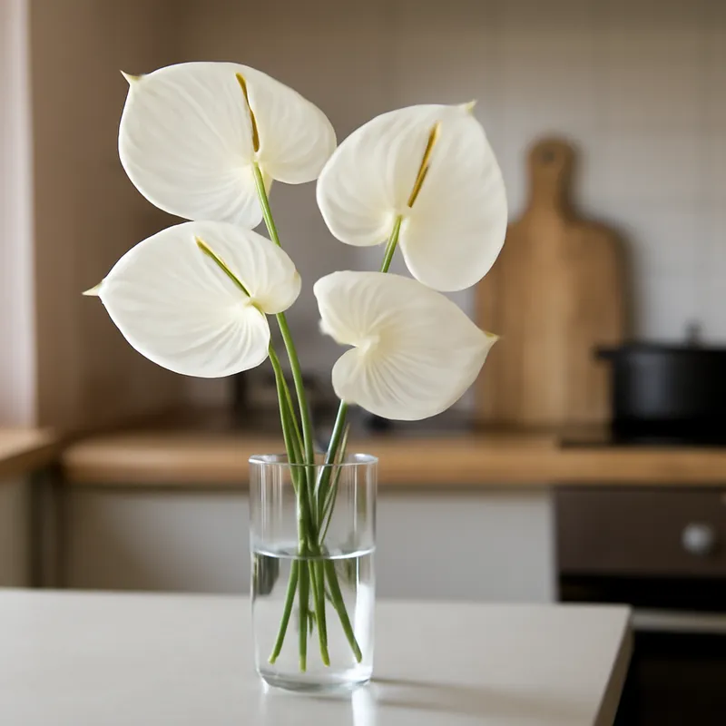 Flamingokukka (anthurium) – valkoinen – kuva 3