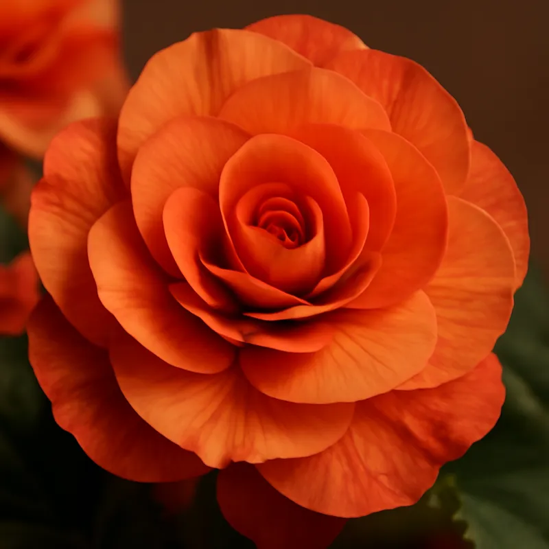Begonia – klassinen – kuva 2