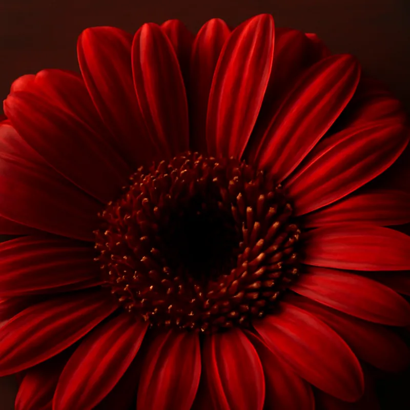 Gerbera – punainen – kuva 2