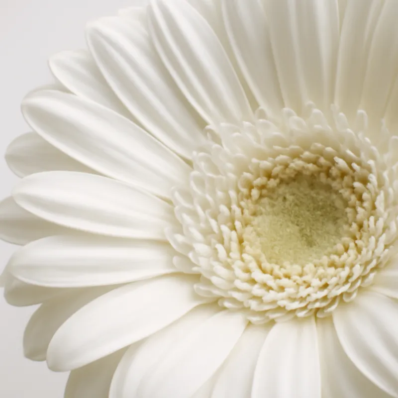Gerbera – valkoinen – kuva 2