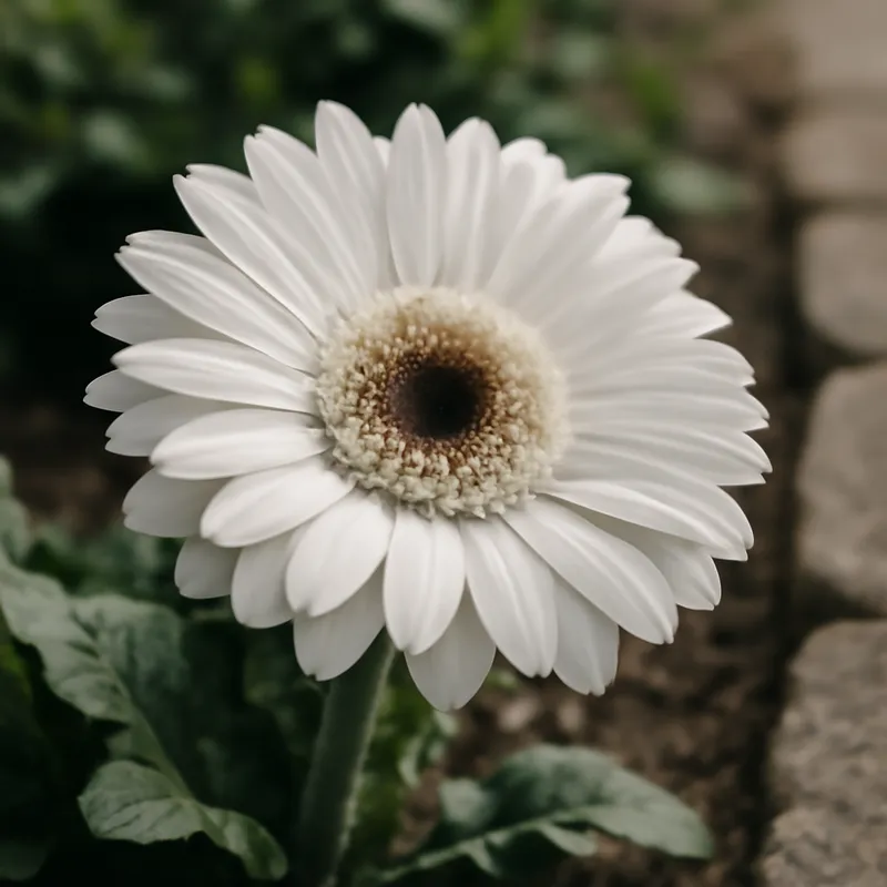 Gerbera – valkoinen – kuva 4