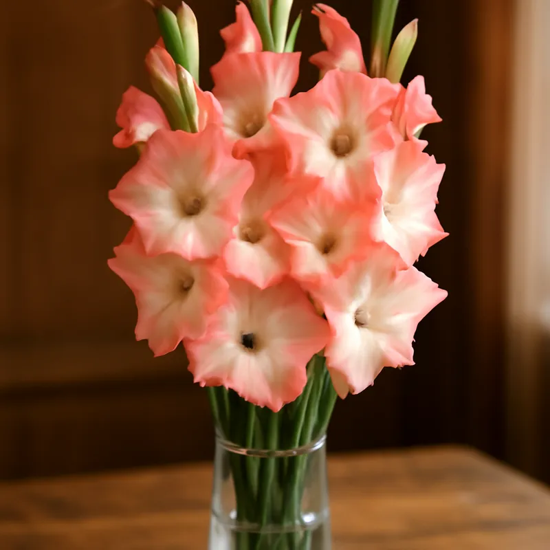 Gladiolus – klassinen – kuva 3