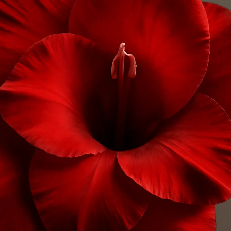 Gladiolus – punainen – kuva 2