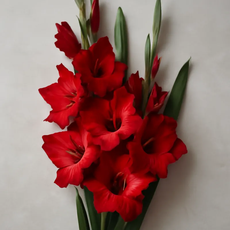Gladiolus – punainen – kuva 3