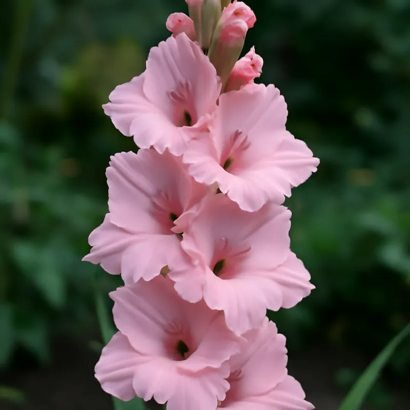 Gladiolus – vaaleanpunainen – kuva 4