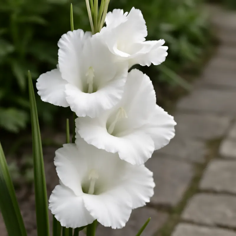 Gladiolus – valkoinen – kuva 4
