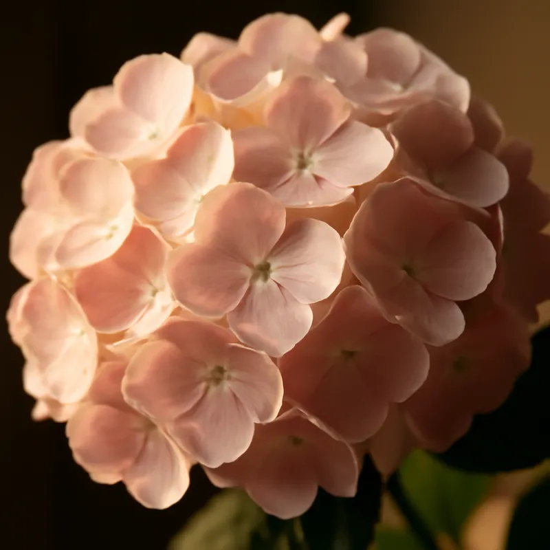 Hortensia – klassinen – kuva 2