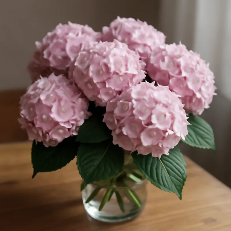 Hortensia – klassinen – kuva 3