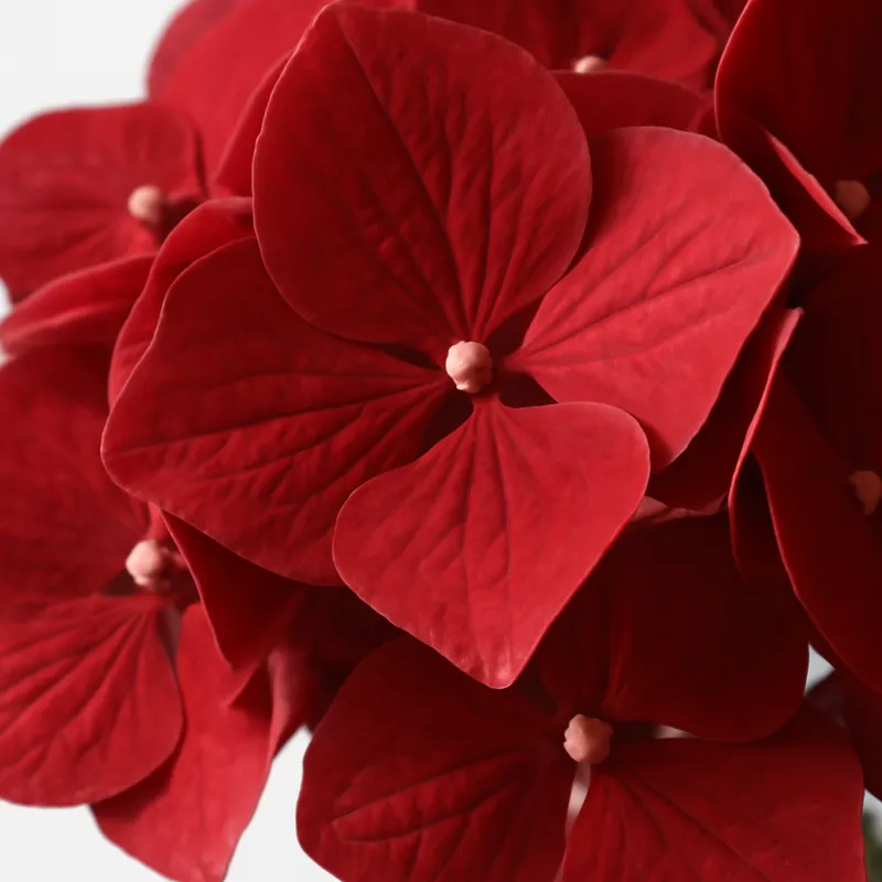 Hortensia – punainen – kuva 2