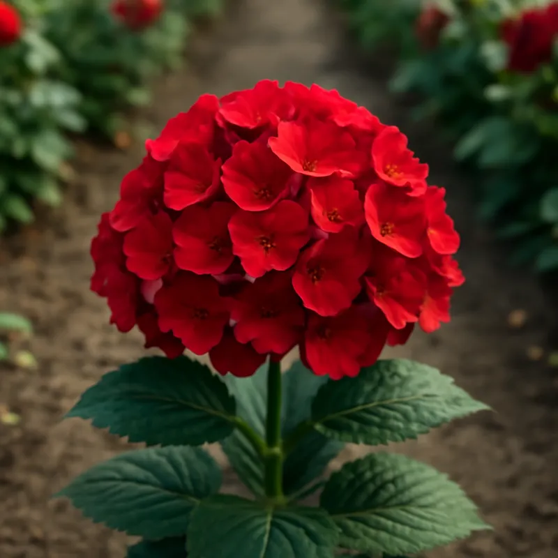Hortensia – punainen – kuva 4