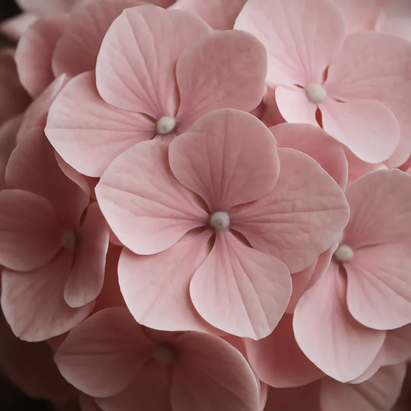 Hortensia – vaaleanpunainen – kuva 2
