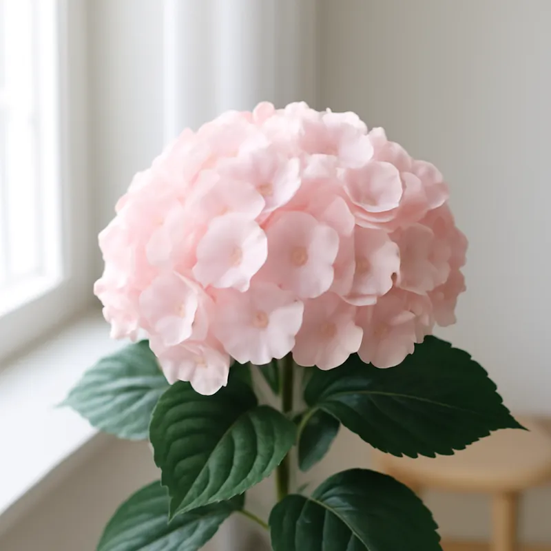 Hortensia – vaaleanpunainen – kuva 3