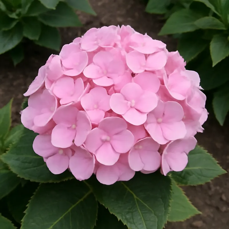 Hortensia – vaaleanpunainen – kuva 4