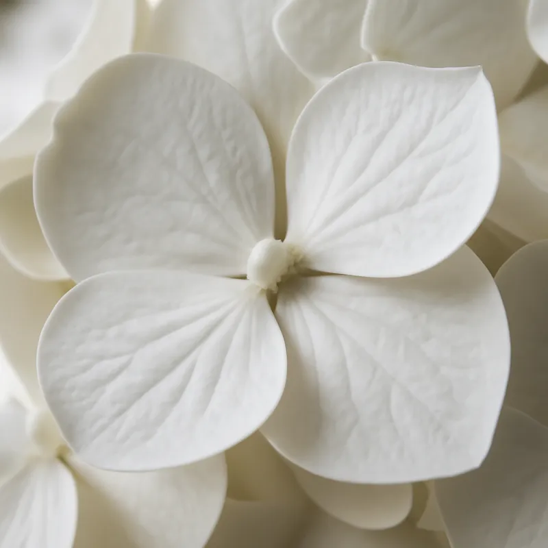 Hortensia – valkoinen – kuva 2