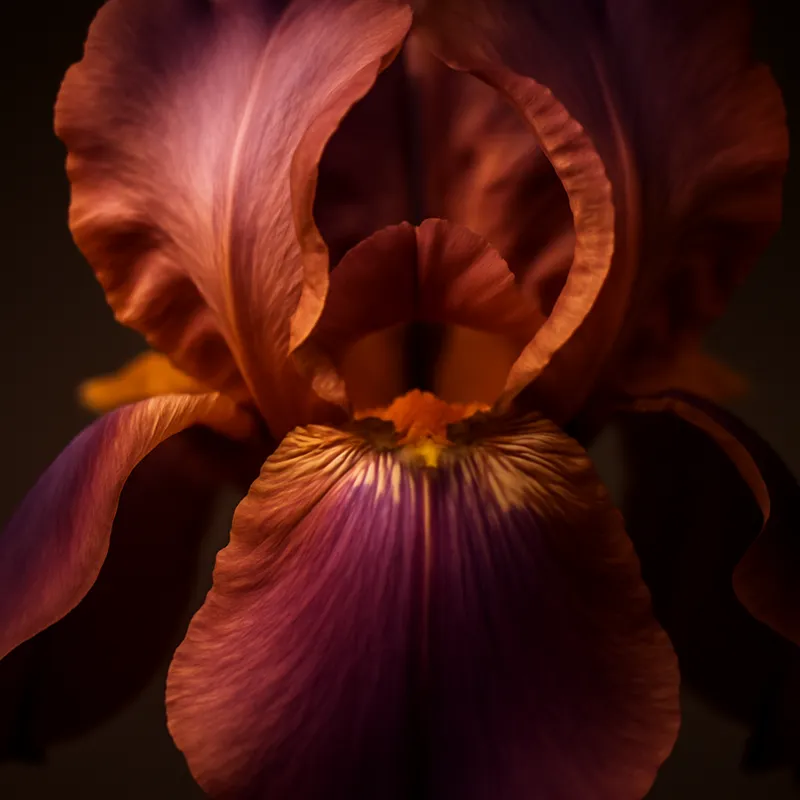 Iiris – klassinen – kuva 2