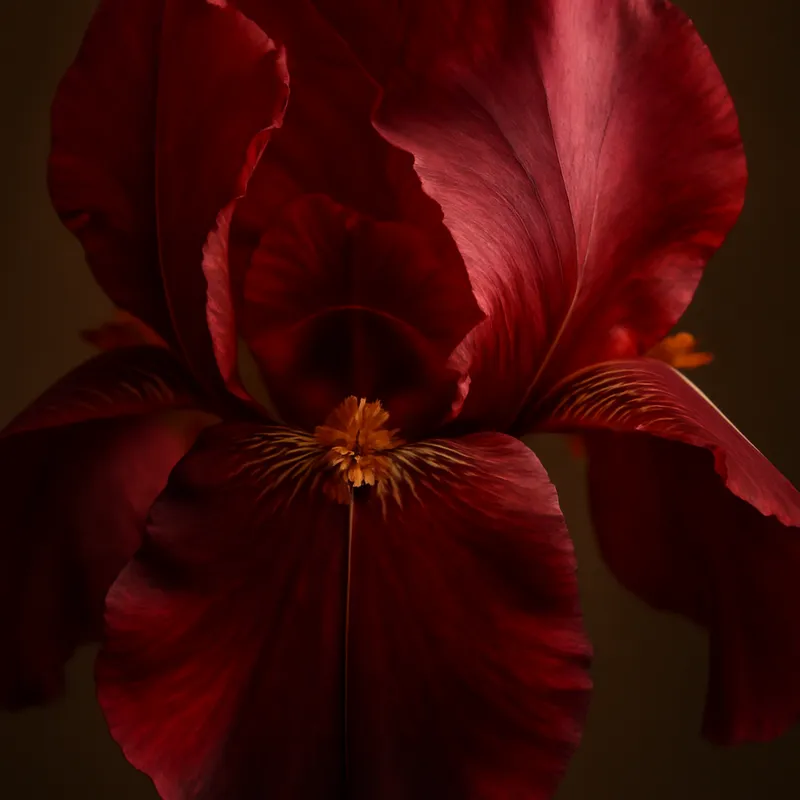 Iiris – punainen – kuva 2