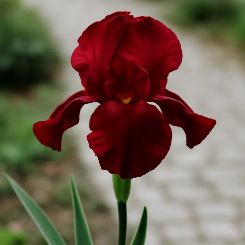 Iiris – punainen – kuva 4