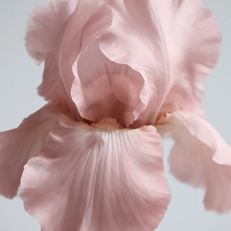 Iiris – vaaleanpunainen – kuva 2