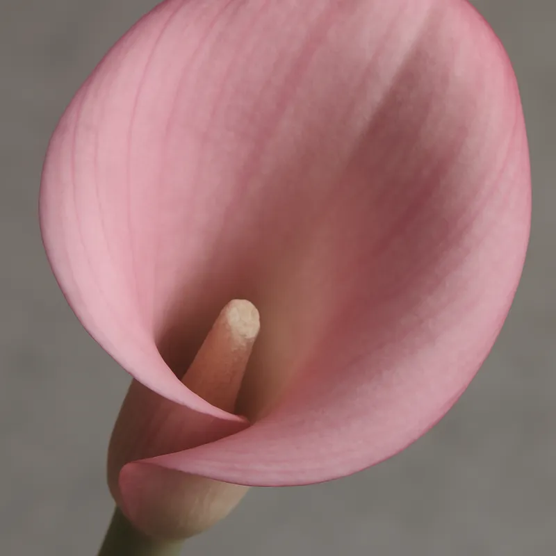 Kalla (calla) – vaaleanpunainen – kuva 2