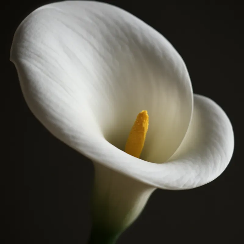 Kalla (calla) – valkoinen – kuva 2