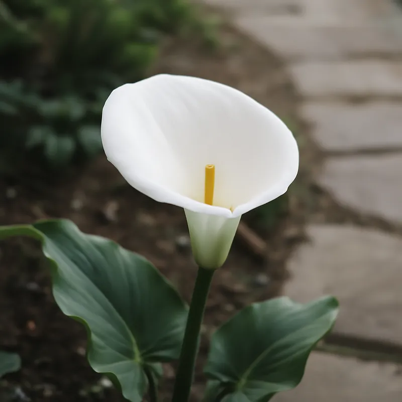 Kalla (calla) – valkoinen – kuva 4
