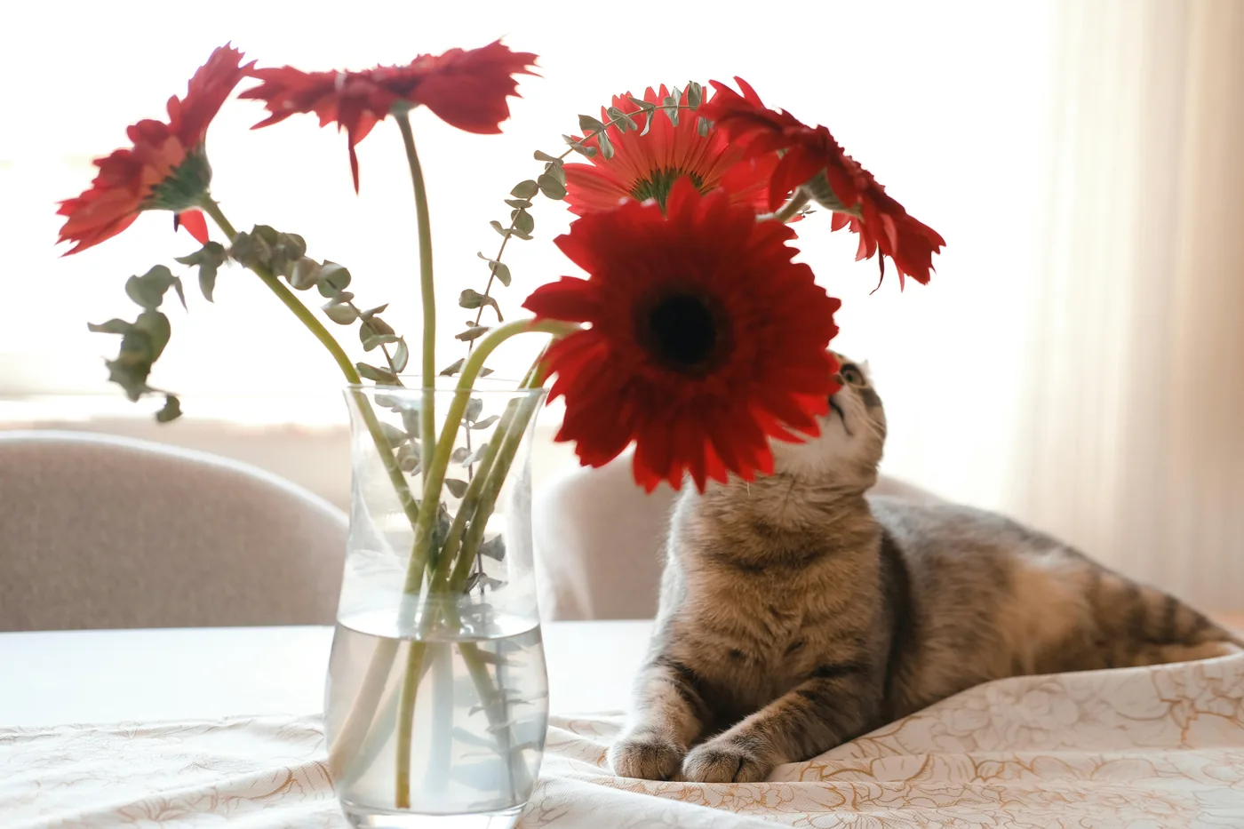 Kissa maljakon vieressä, jossa on punaisia gerberakukkia pöydällä, gerbera on usein turvallisempi valinta lemmikkikodeissa