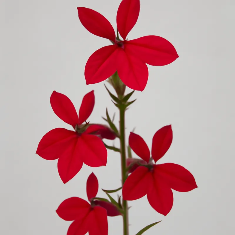 Lobelia – punainen