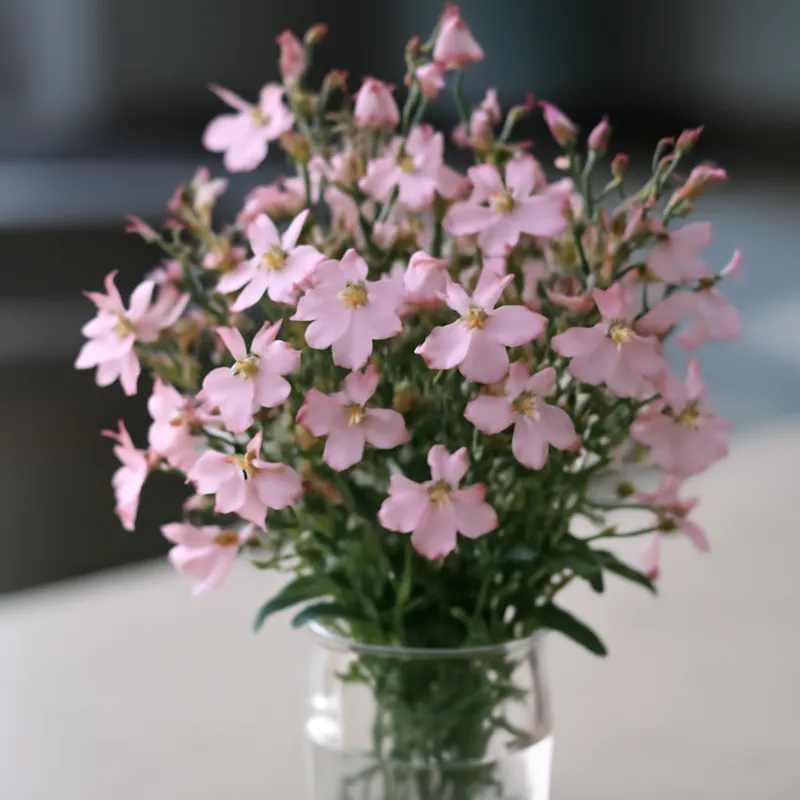 Lobelia – vaaleanpunainen – kuva 3