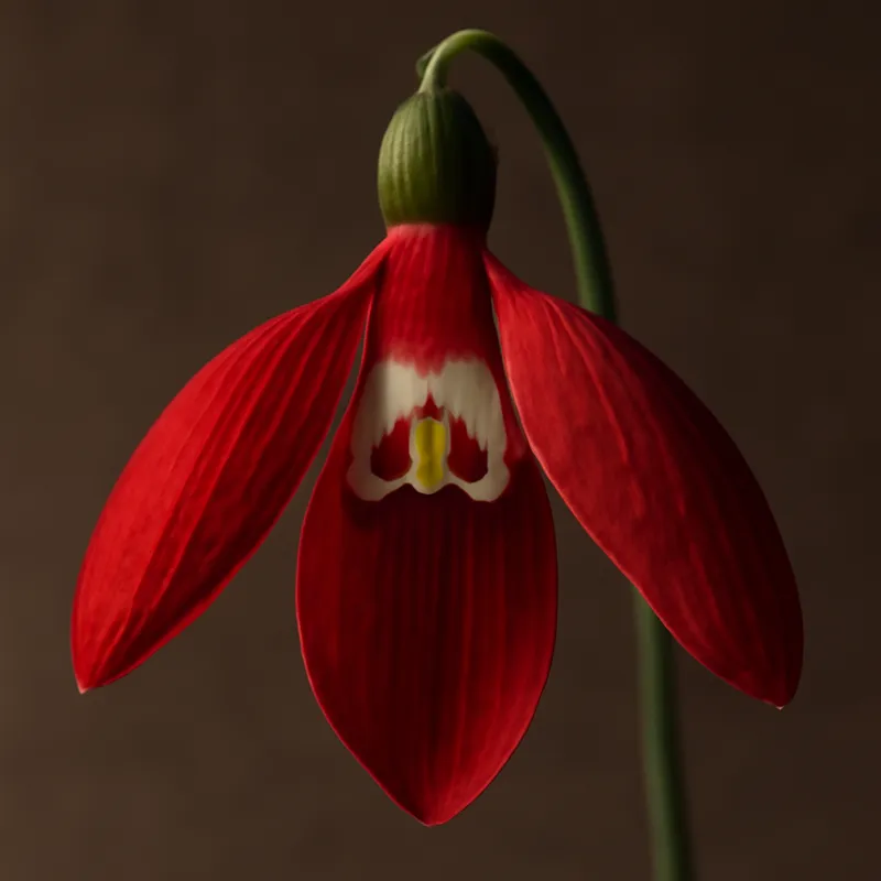 Lumikello – punainen – kuva 2