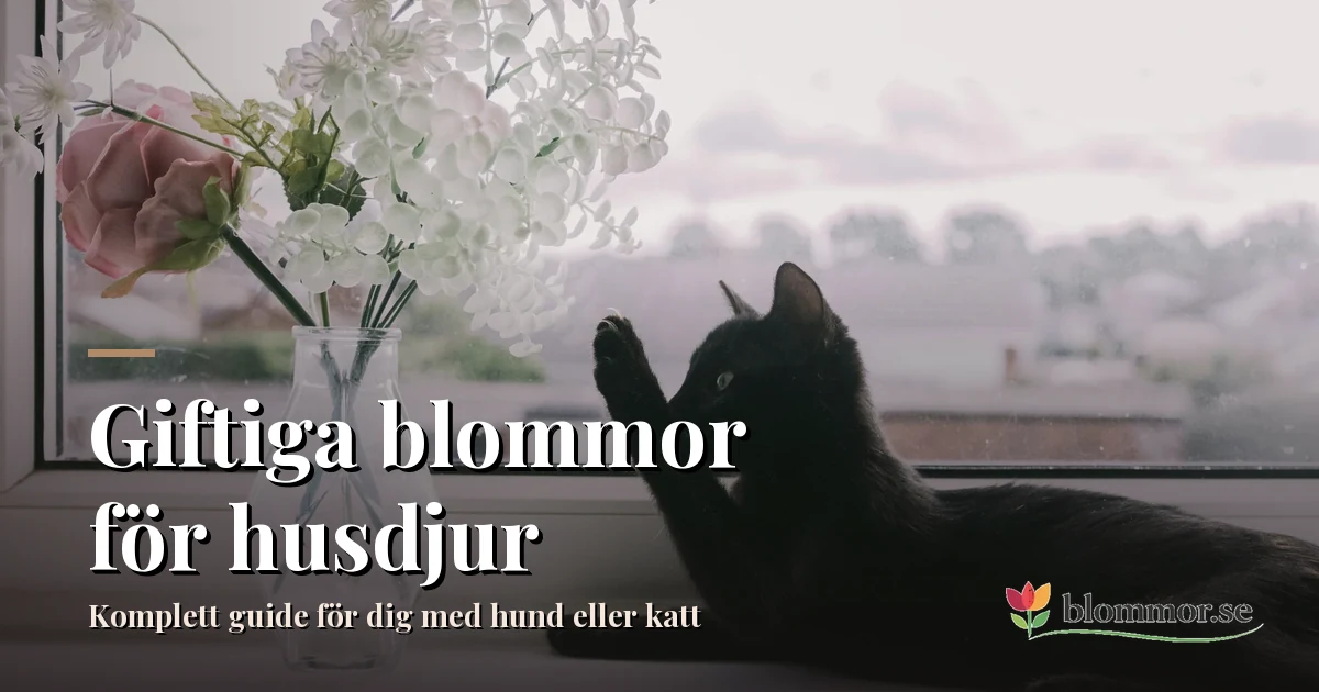 Myrkylliset kukat lemmikeille