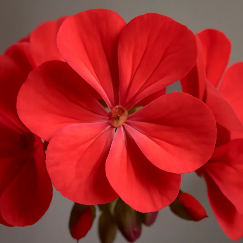 Pelargoni – klassinen – kuva 2