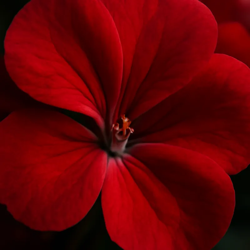 Pelargoni – punainen – kuva 2