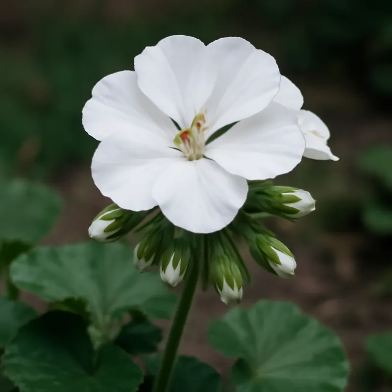 Pelargoni – valkoinen – kuva 4