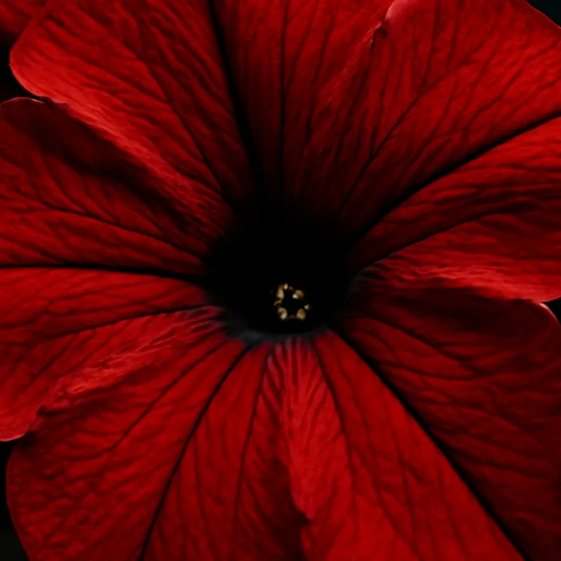 Petunia – punainen – kuva 2