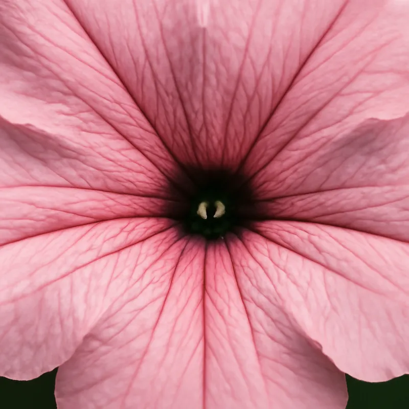 Petunia – vaaleanpunainen – kuva 2