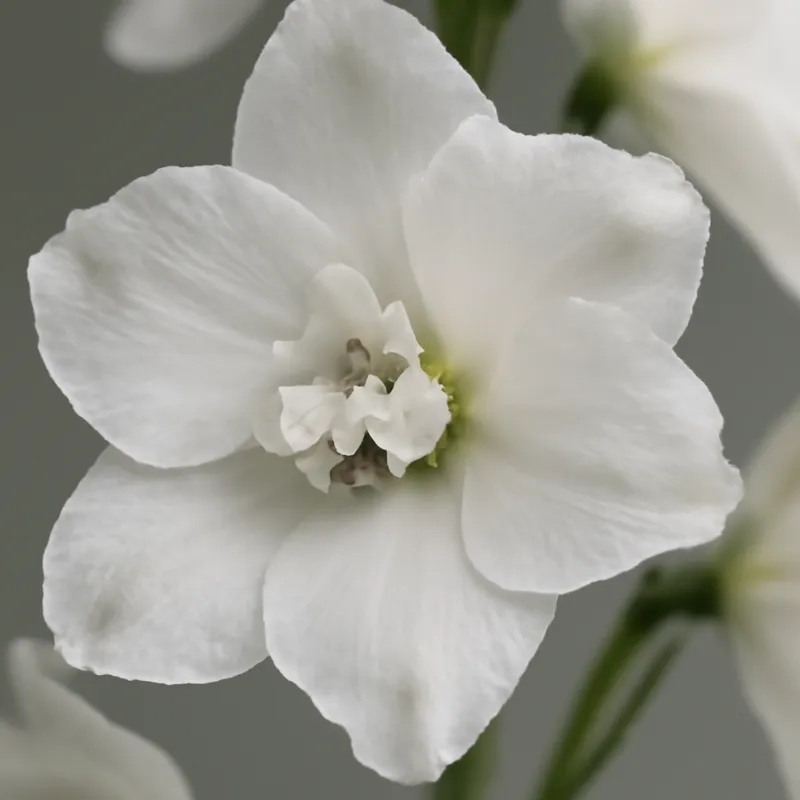 Ritarinkannus – valkoinen – kuva 2