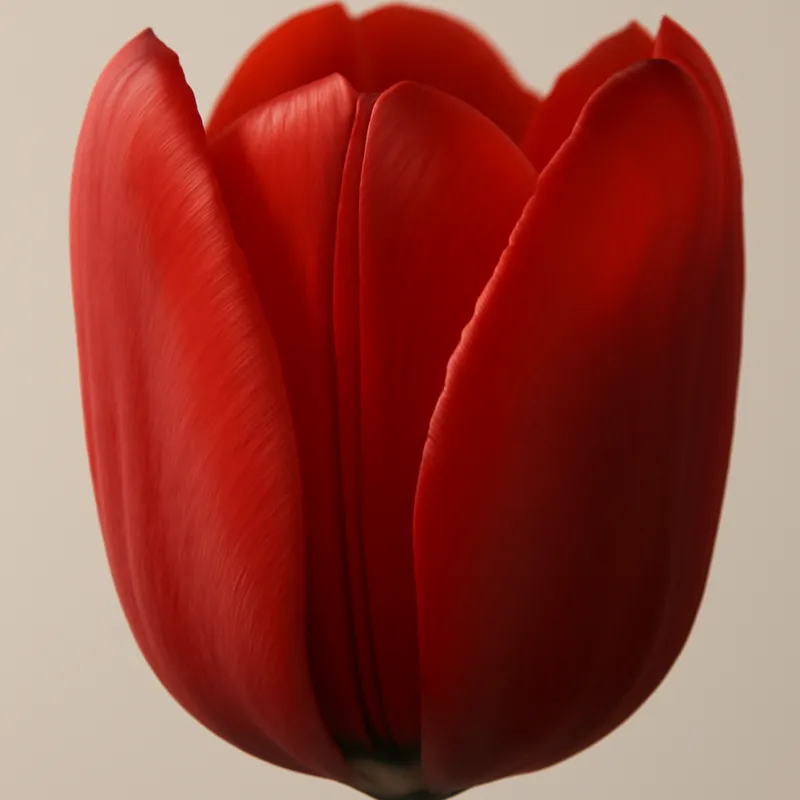 Tulppaani – punainen – kuva 2