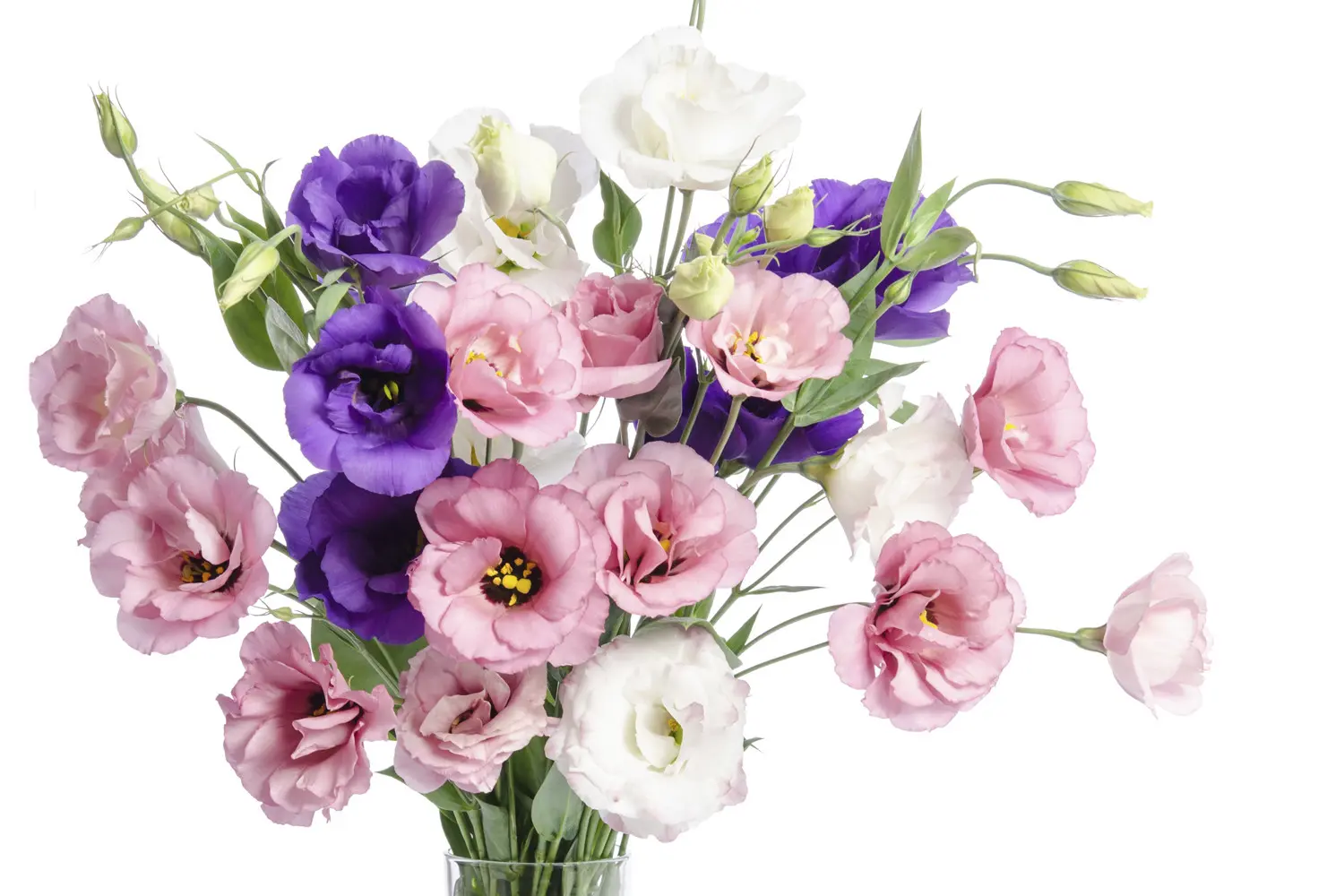 Heinäkuun kuukauden kukka – Eustoma